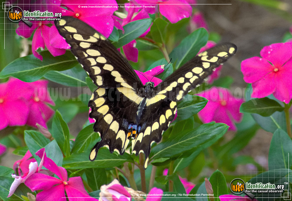 Full-sized image #10 of the Giant-Swallowtail-Butterfly