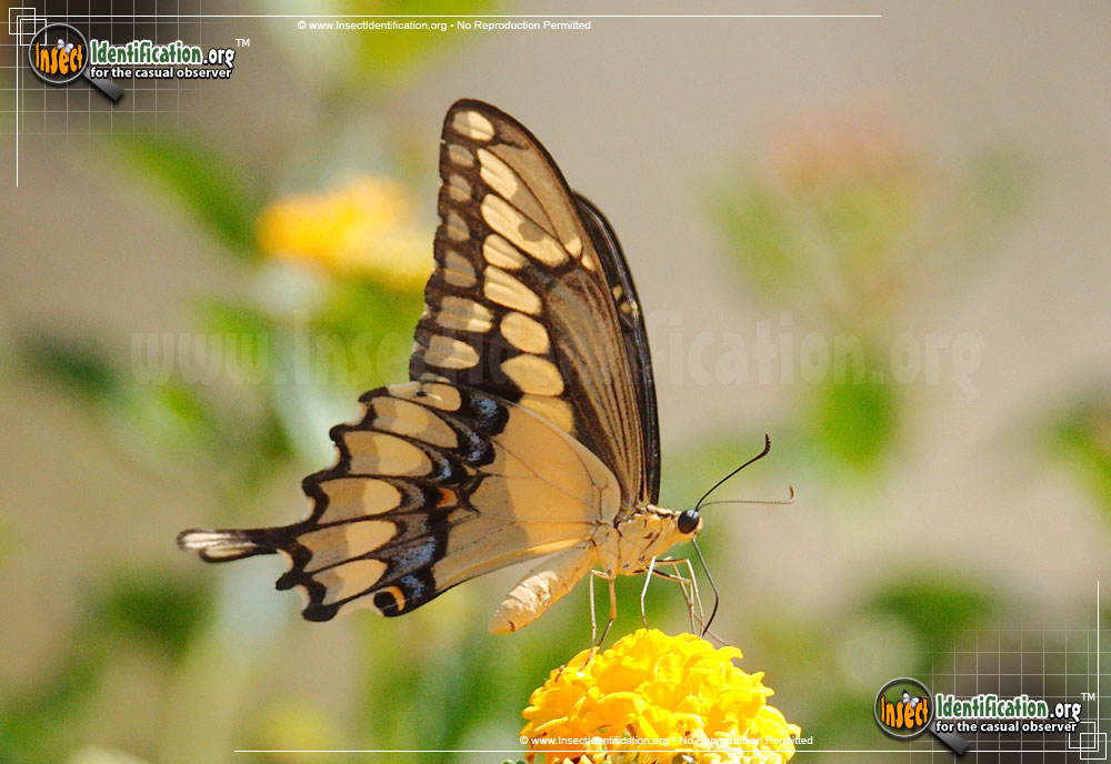 Full-sized image #11 of the Giant-Swallowtail-Butterfly