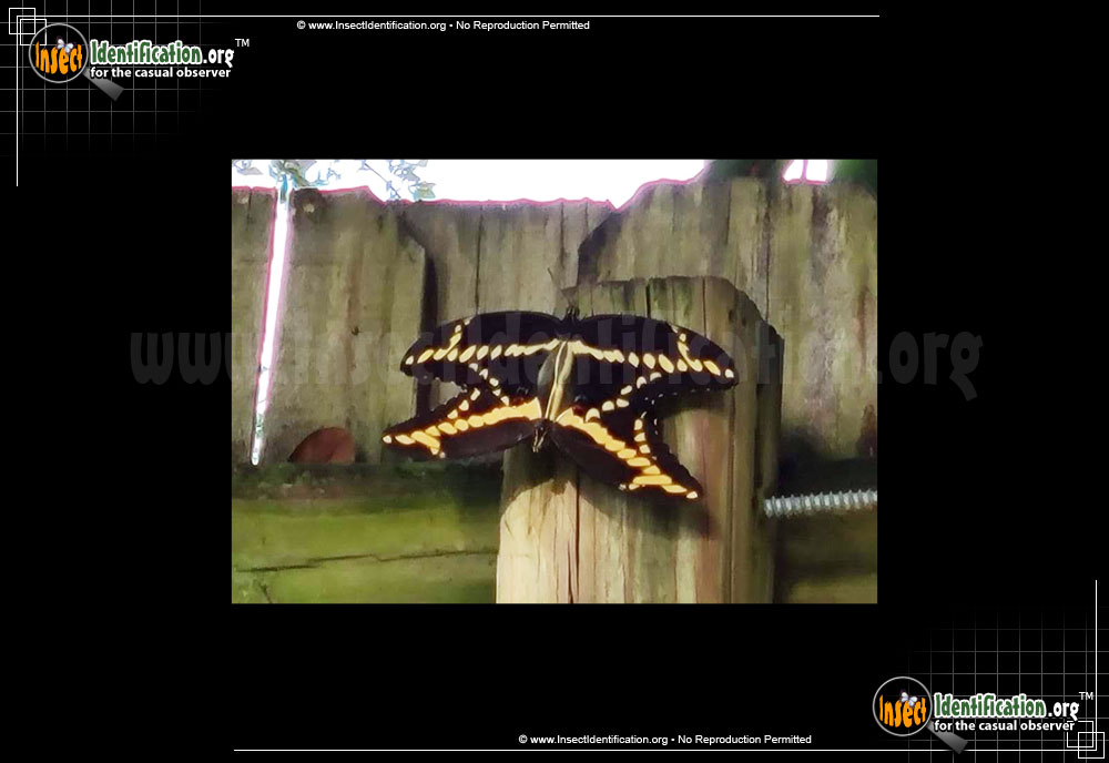 Full-sized image #12 of the Giant-Swallowtail-Butterfly