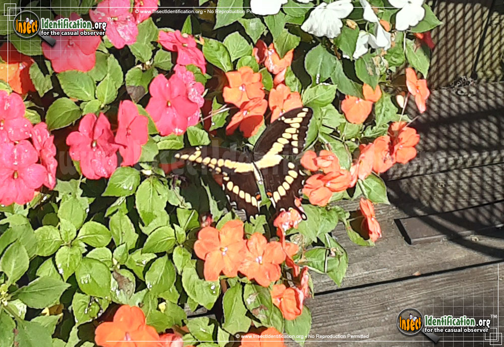 Full-sized image #3 of the Giant-Swallowtail-Butterfly