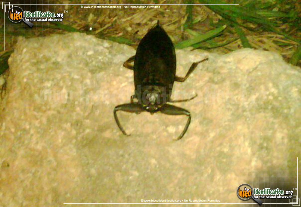 Full-sized image #11 of the Giant-Water-Bug