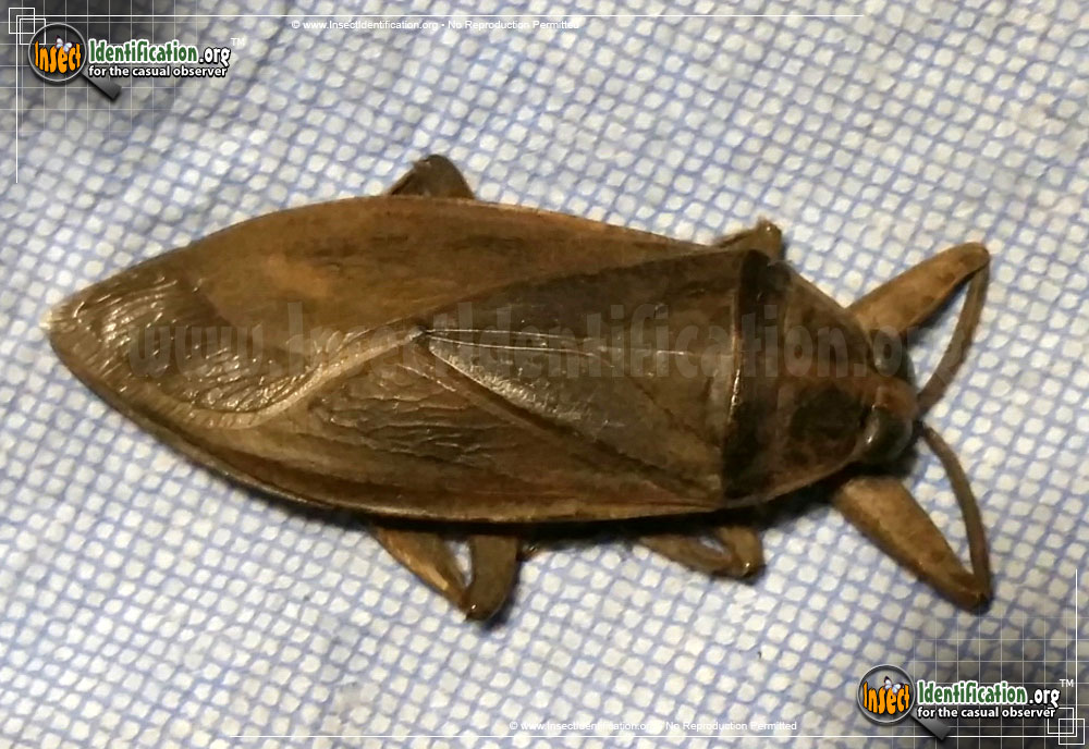 Full-sized image #12 of the Giant-Water-Bug