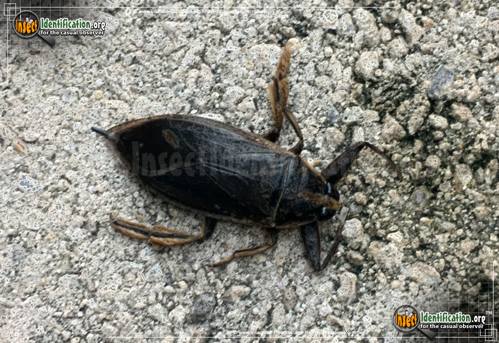 Full-sized image #7 of the Giant-Water-Bug