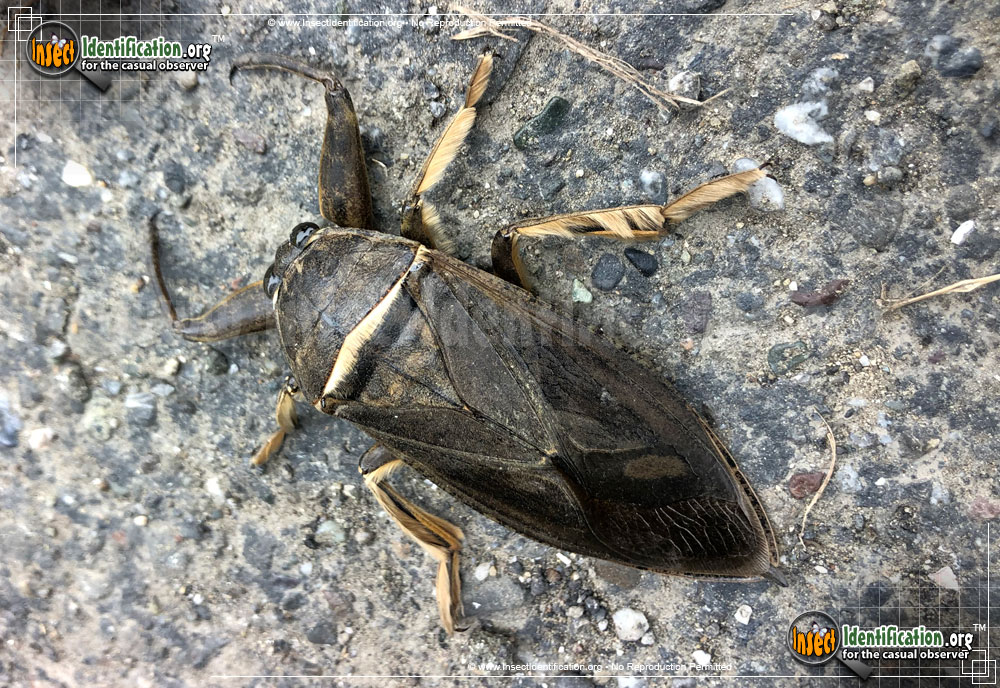 Full-sized image #15 of the Giant-Water-Bug