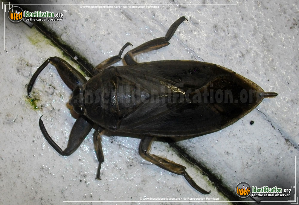 Full-sized image #3 of the Giant-Water-Bug
