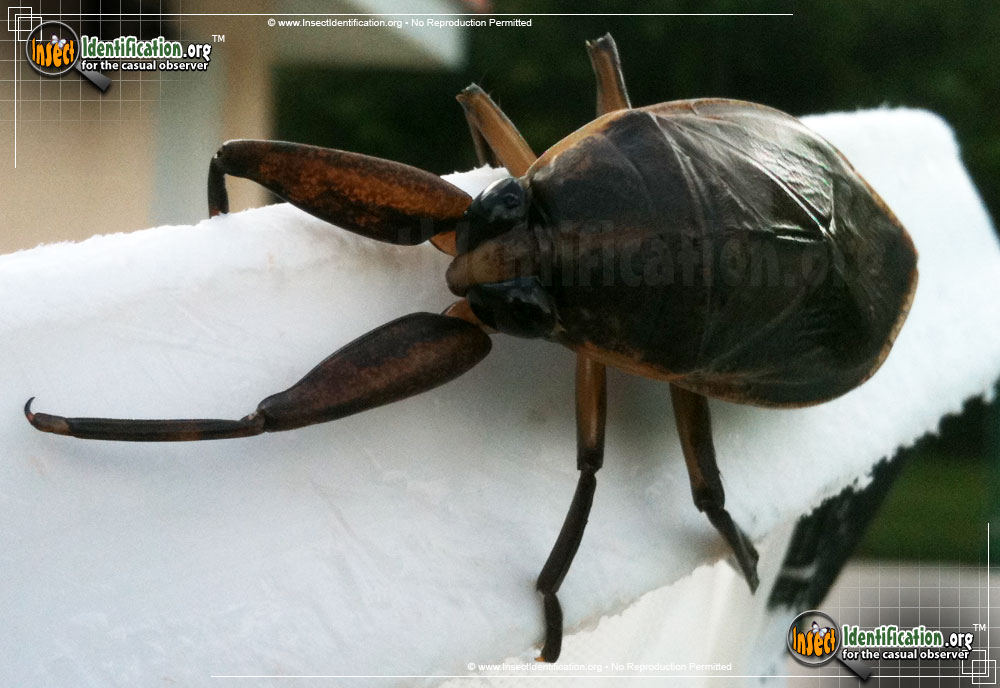 Full-sized image #10 of the Giant-Water-Bug