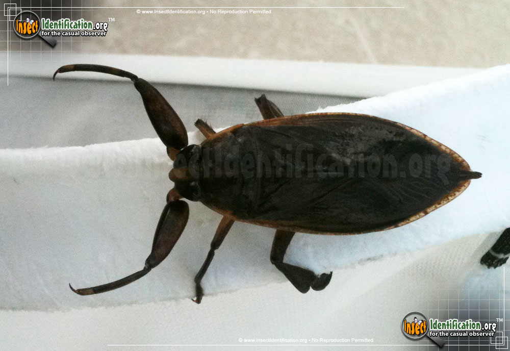 Full-sized image #9 of the Giant-Water-Bug