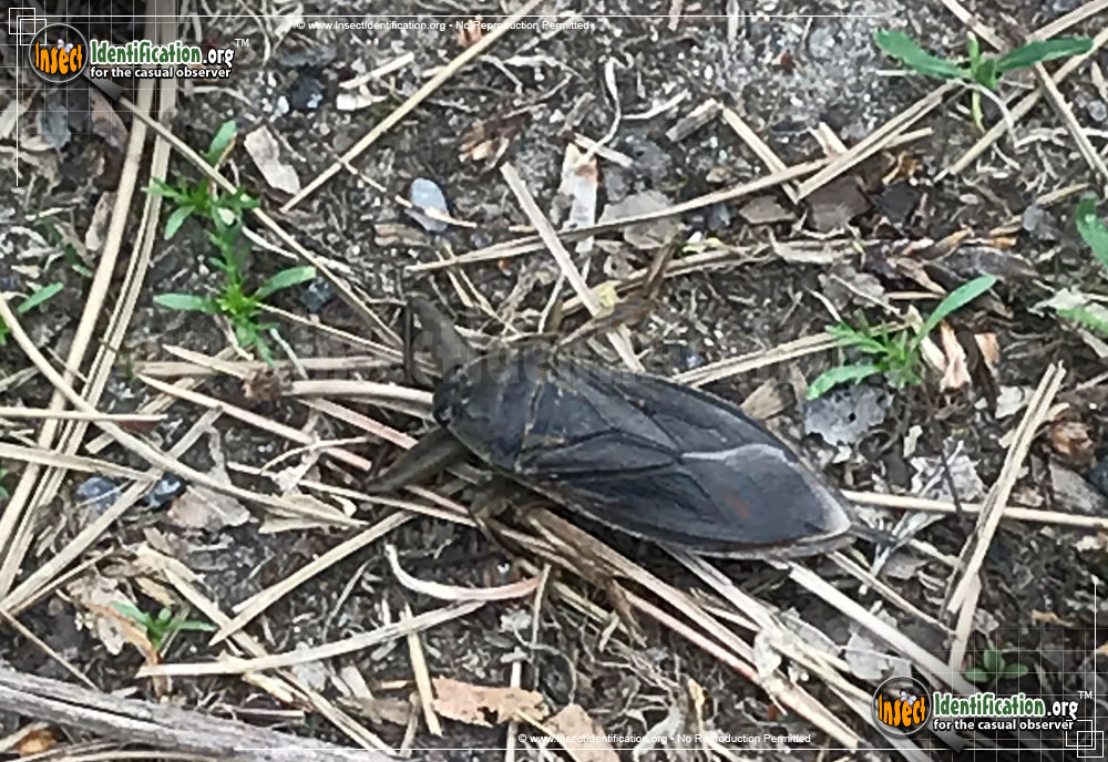 Full-sized image #13 of the Giant-Water-Bug