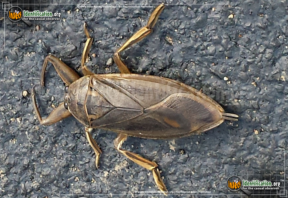 Full-sized image #2 of the Giant-Water-Bug