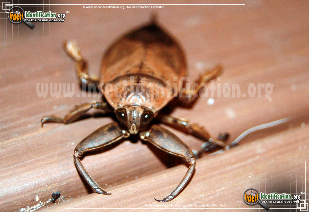 Full-sized image #4 of the Giant-Water-Bug