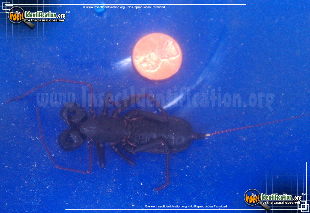 Full-sized image of the Giant-Whipscorpion