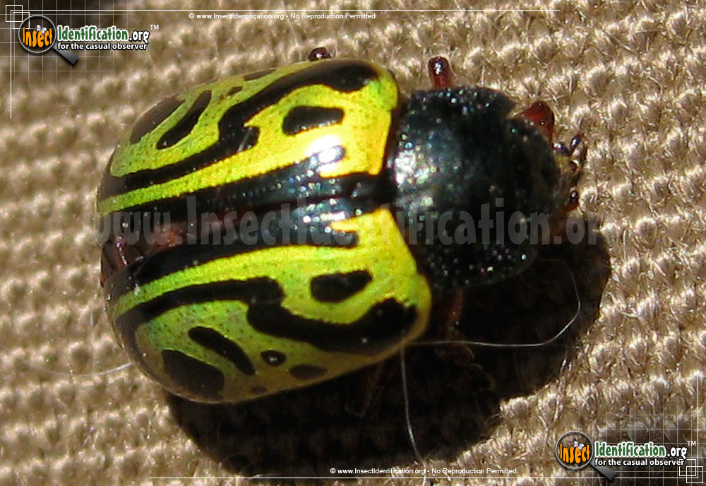Full-sized image #3 of the Globemallow-Leaf-Beetle