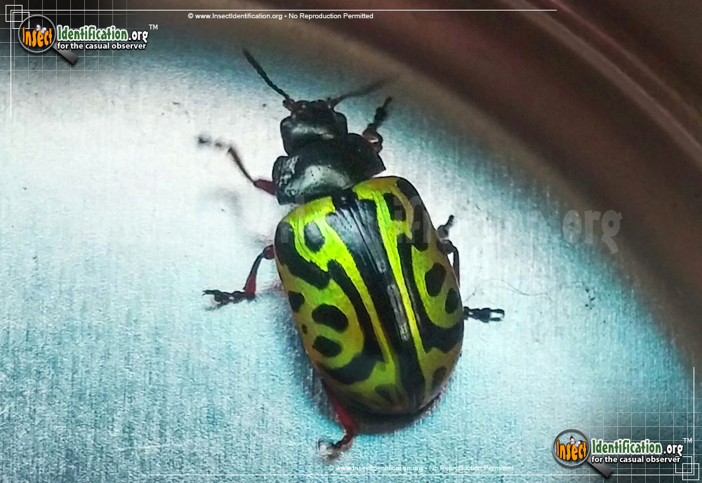 Full-sized image of the Globemallow-Leaf-Beetle