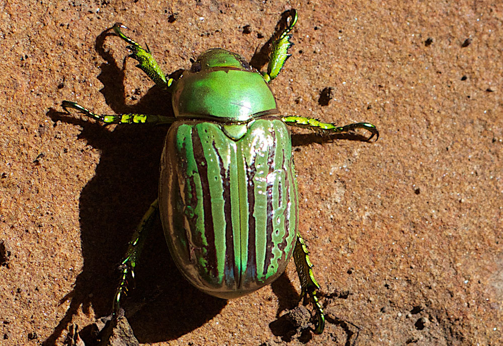 Full-sized image of the Glorious-Scarab-Beetle