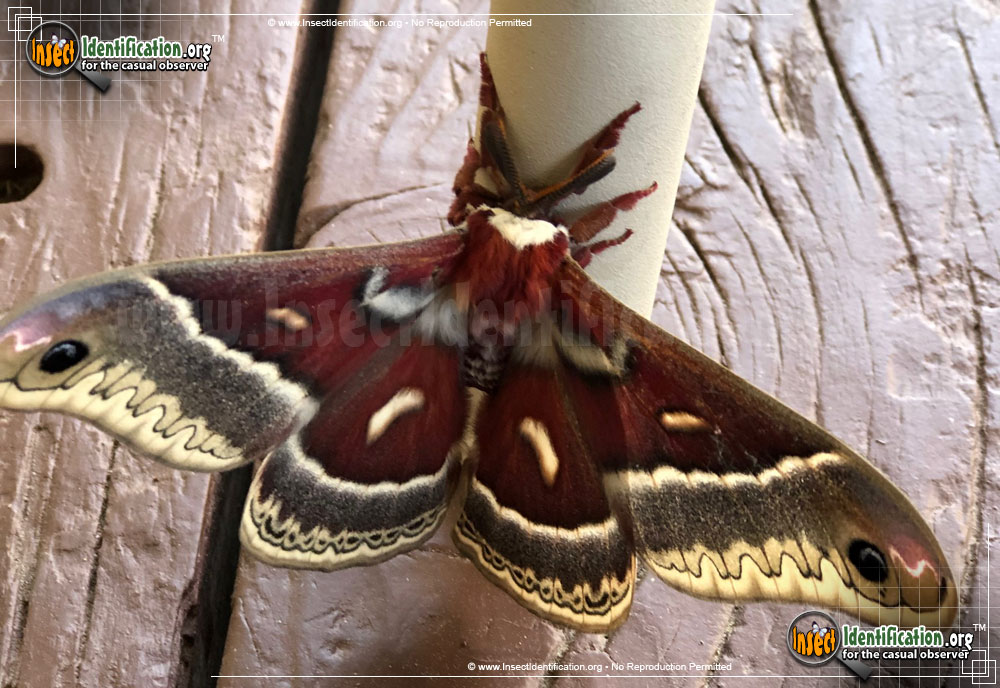 Full-sized image of the Glovers-Silkmoth