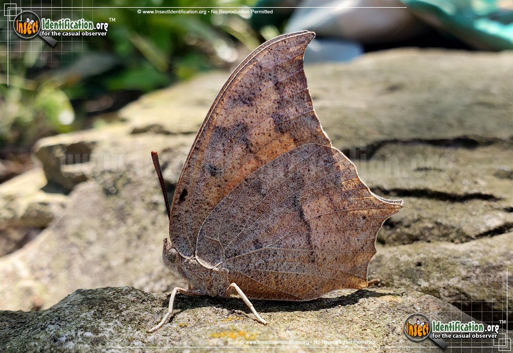 Full-sized image #2 of the Goatweed-Leafwing-Butterfly