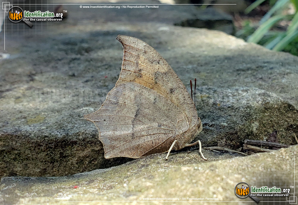 Full-sized image of the Goatweed-Leafwing-Butterfly