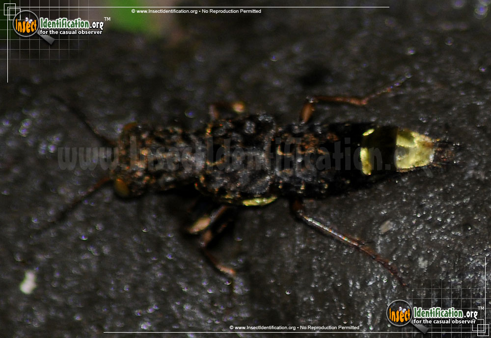 Full-sized image #2 of the Gold-and-Brown-Rove-Beetle