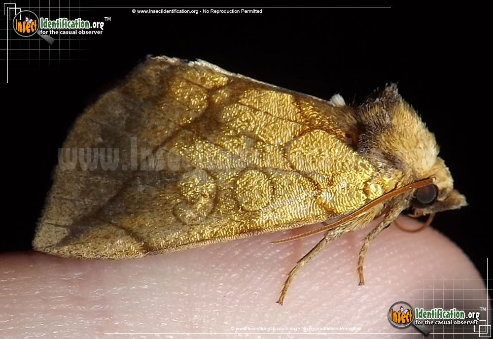 Full-sized image of the Gold-Moth
