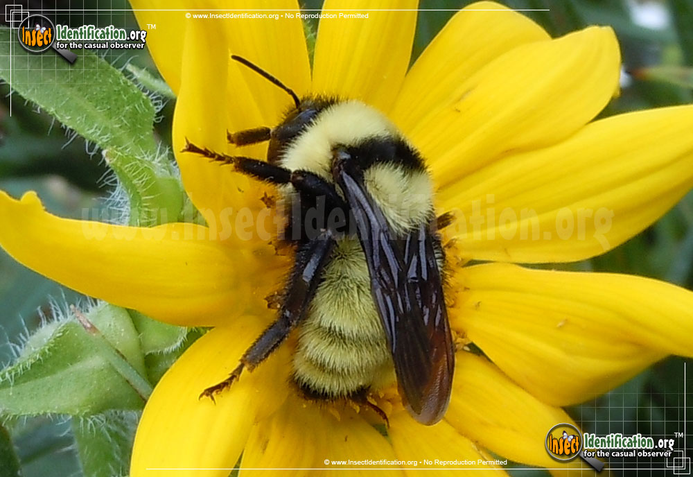 Full-sized image #2 of the Golden-Northern-Bumble-Bee