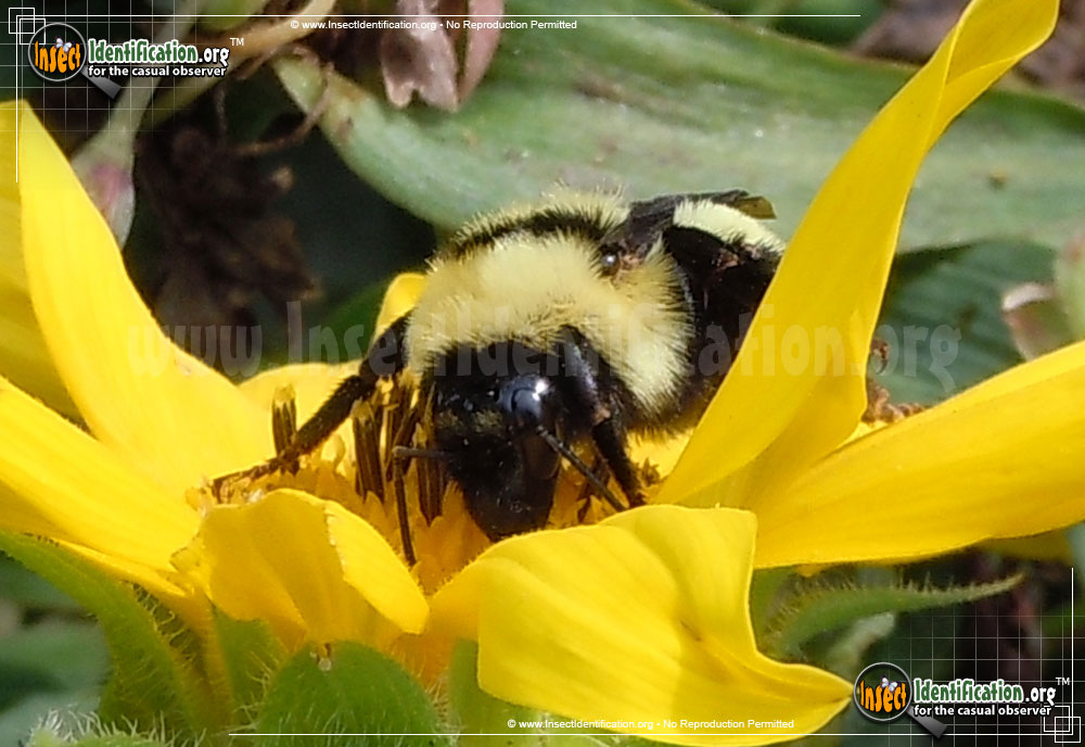 Full-sized image #3 of the Golden-Northern-Bumble-Bee