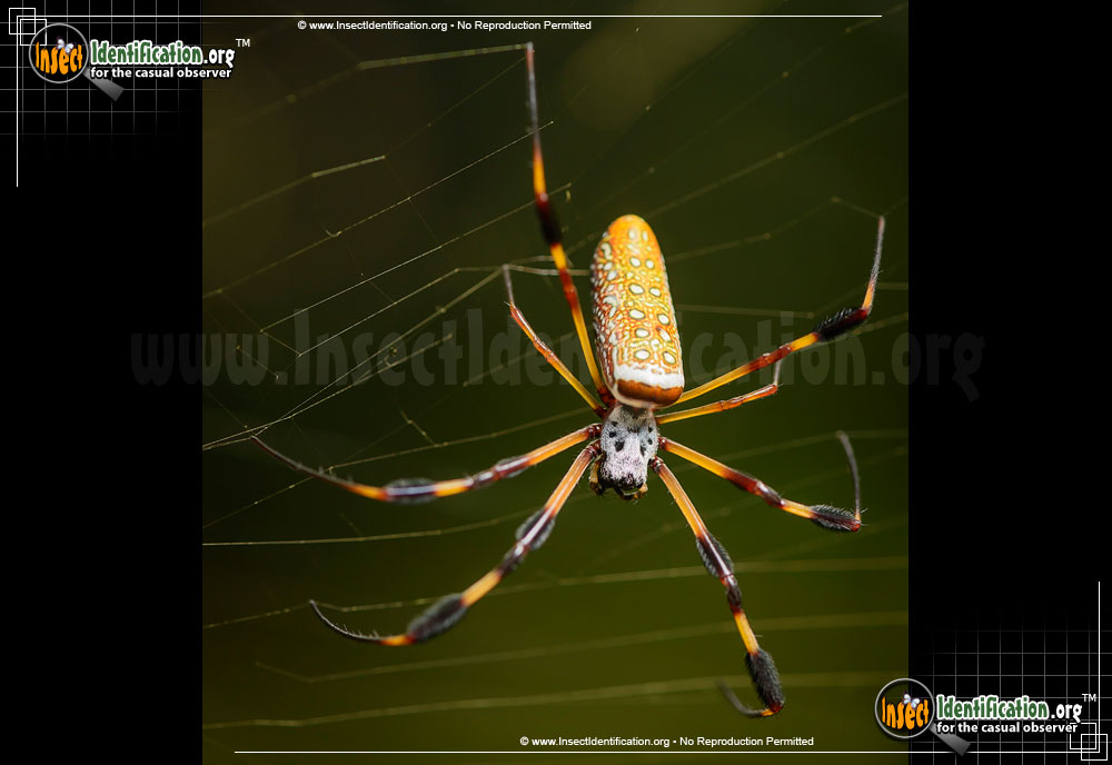 13x North Country Golden Silk Orb Weavers