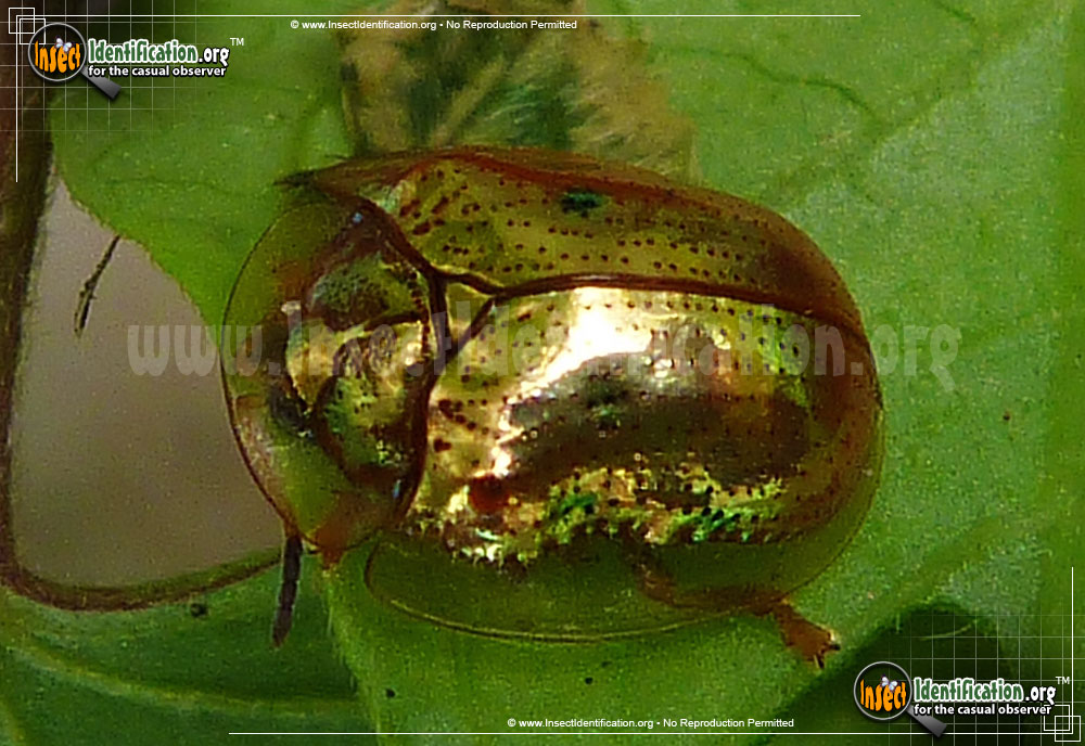 Full-sized image of the Golden-Tortoise-Beetle