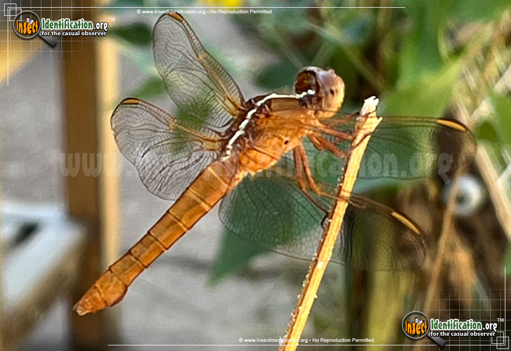 Full-sized image of the Golden-winged-Skimmer-Dragonfly