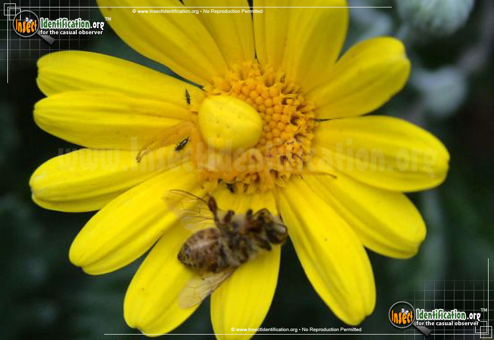 Full-sized image #11 of the Goldenrod-Crab-Spider