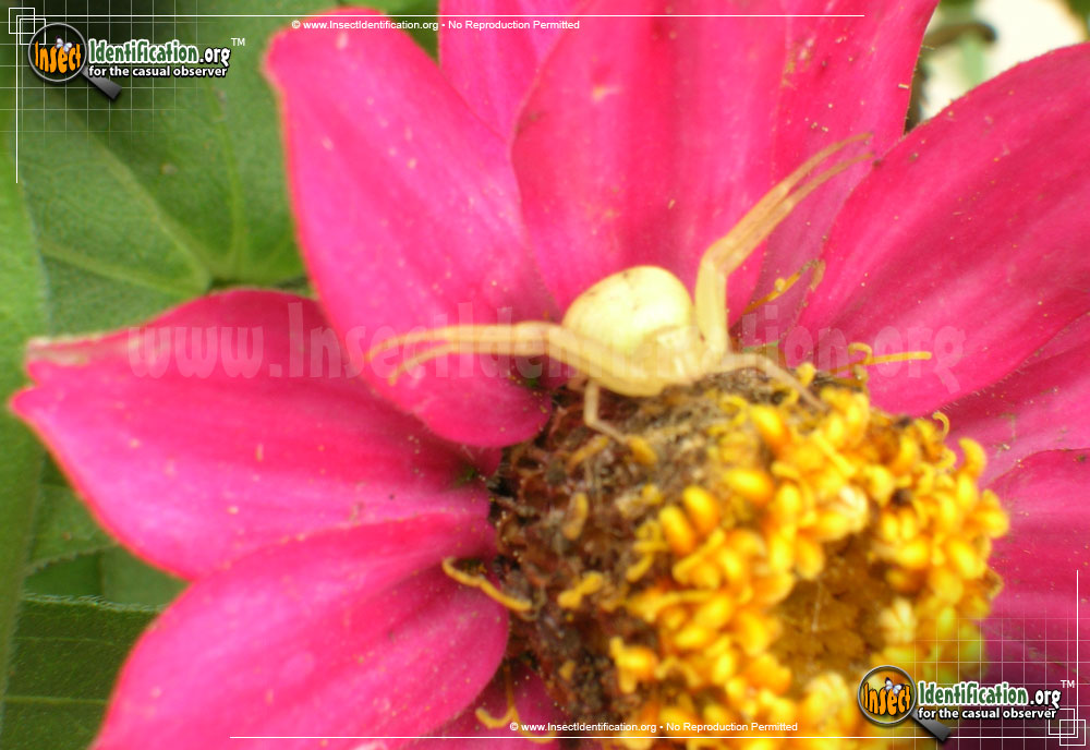 Full-sized image #7 of the Goldenrod-Crab-Spider