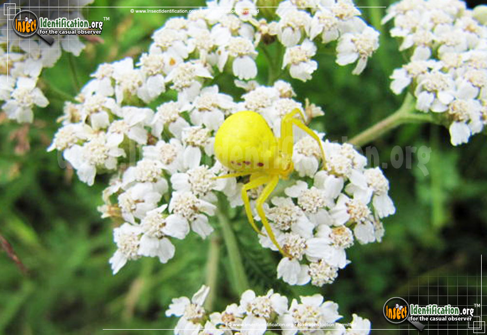 Full-sized image #10 of the Goldenrod-Crab-Spider