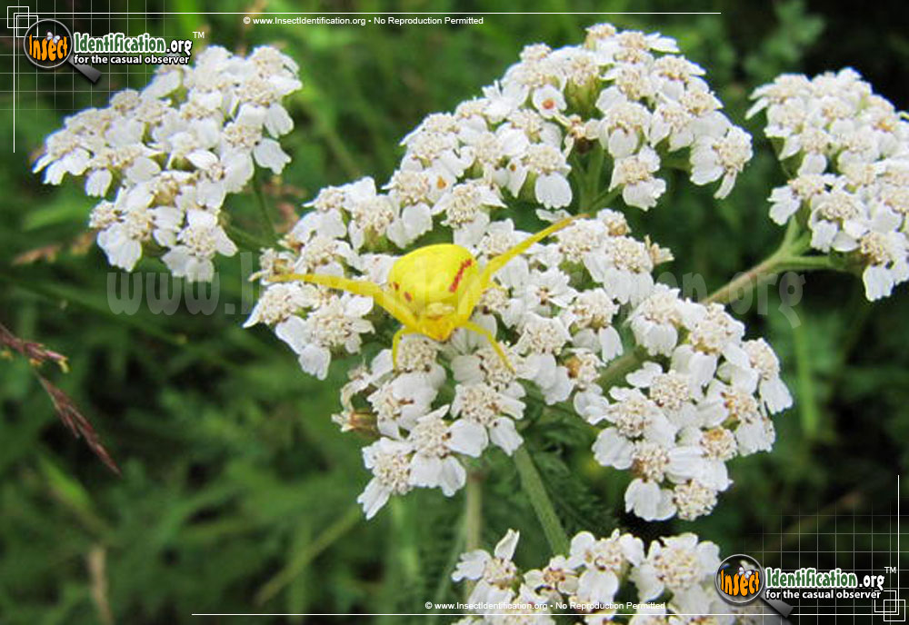 Full-sized image #3 of the Goldenrod-Crab-Spider