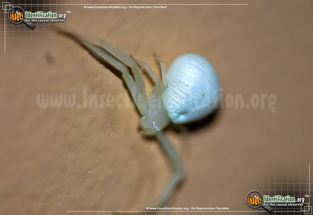 Full-sized image #4 of the Goldenrod-Crab-Spider