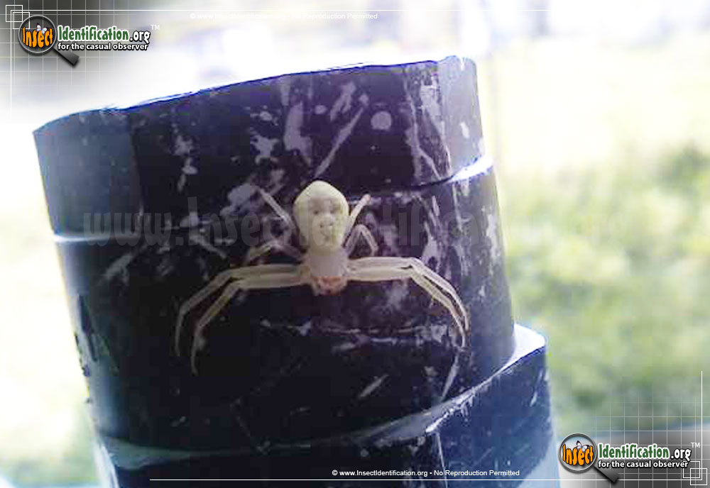 Full-sized image #8 of the Goldenrod-Crab-Spider