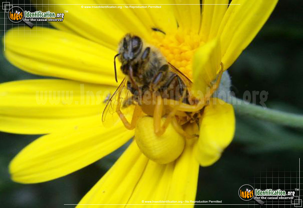 Full-sized image #5 of the Goldenrod-Crab-Spider
