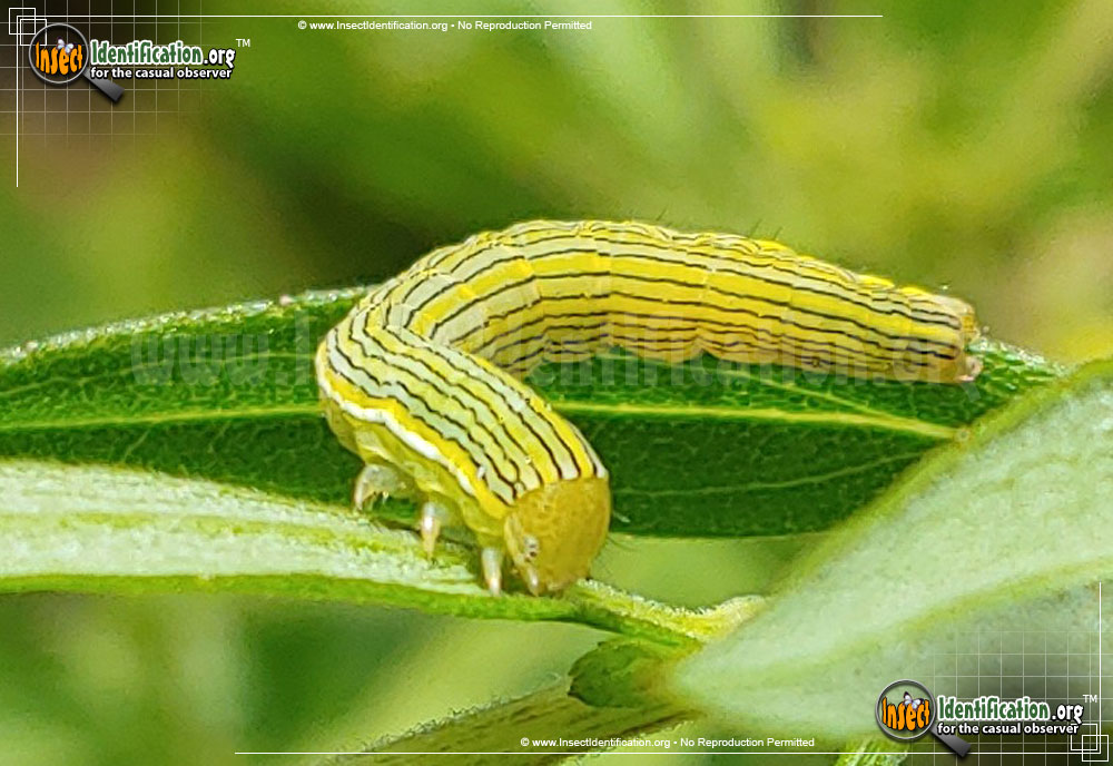 Full-sized image #3 of the Goldenrod-Hooded-Owlet-Moth-The-Asteroid