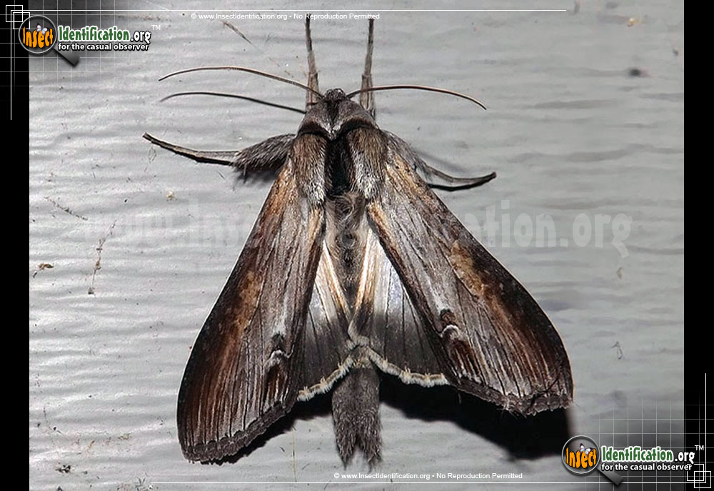 Full-sized image of the Goldenrod-Hooded-Owlet-Moth-The-Asteroid