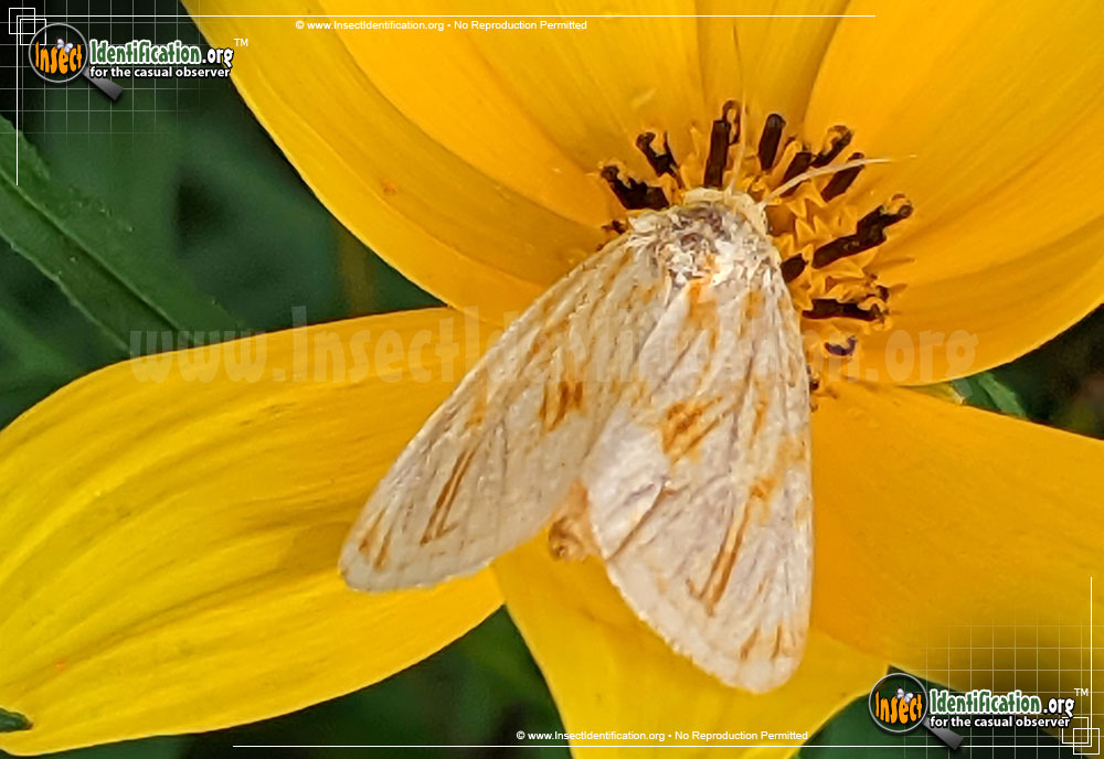 Full-sized image #2 of the Goldenrod-Stowaway-Moth