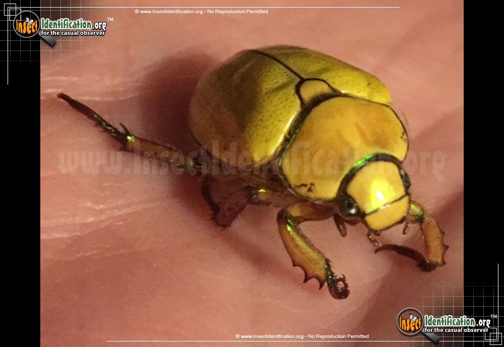 Full-sized image of the Goldsmith-Beetle