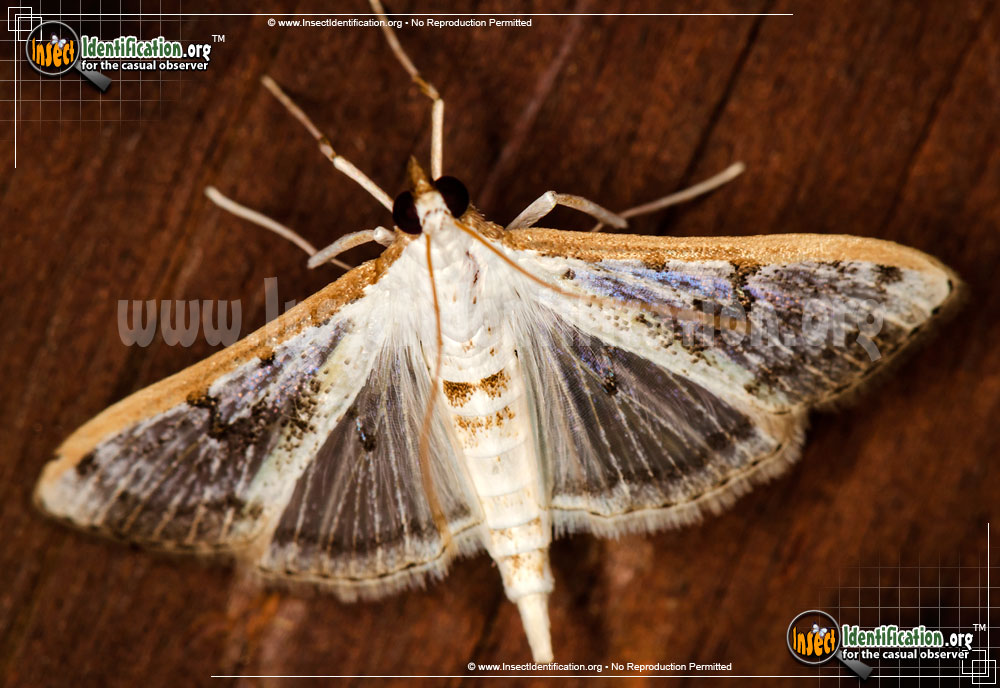 Full-sized image of the Gracile-Palpita-Moth
