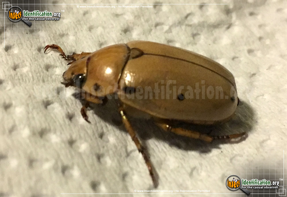 Full-sized image #3 of the Grapevine-Beetle