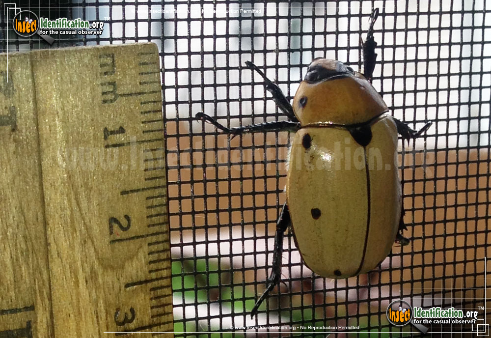 Full-sized image of the Grapevine-Beetle