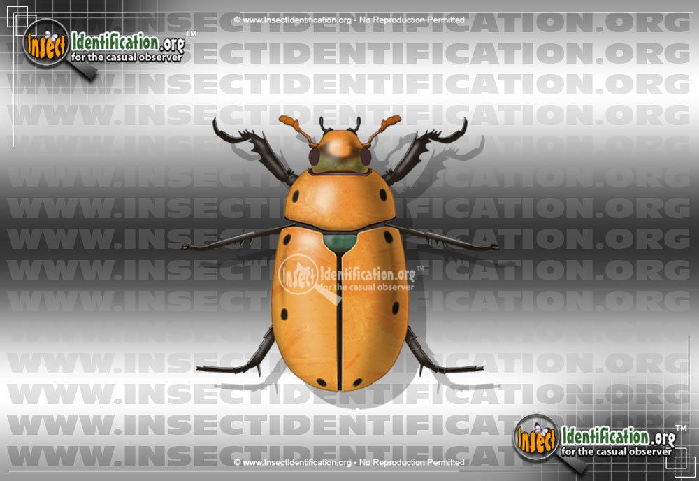 Full-sized image #5 of the Grapevine-Beetle