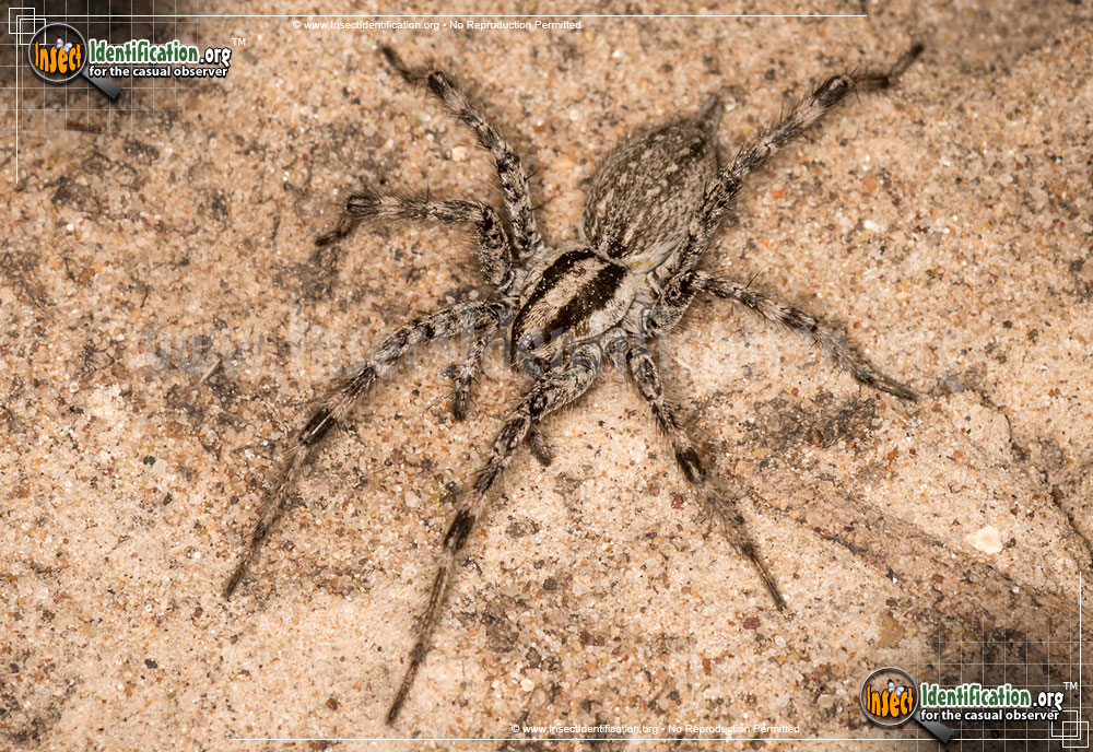 Full-sized image #3 of the Grass-Spider