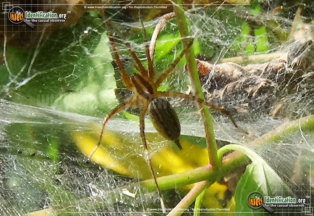 Full-sized image #15 of the Grass-Spider