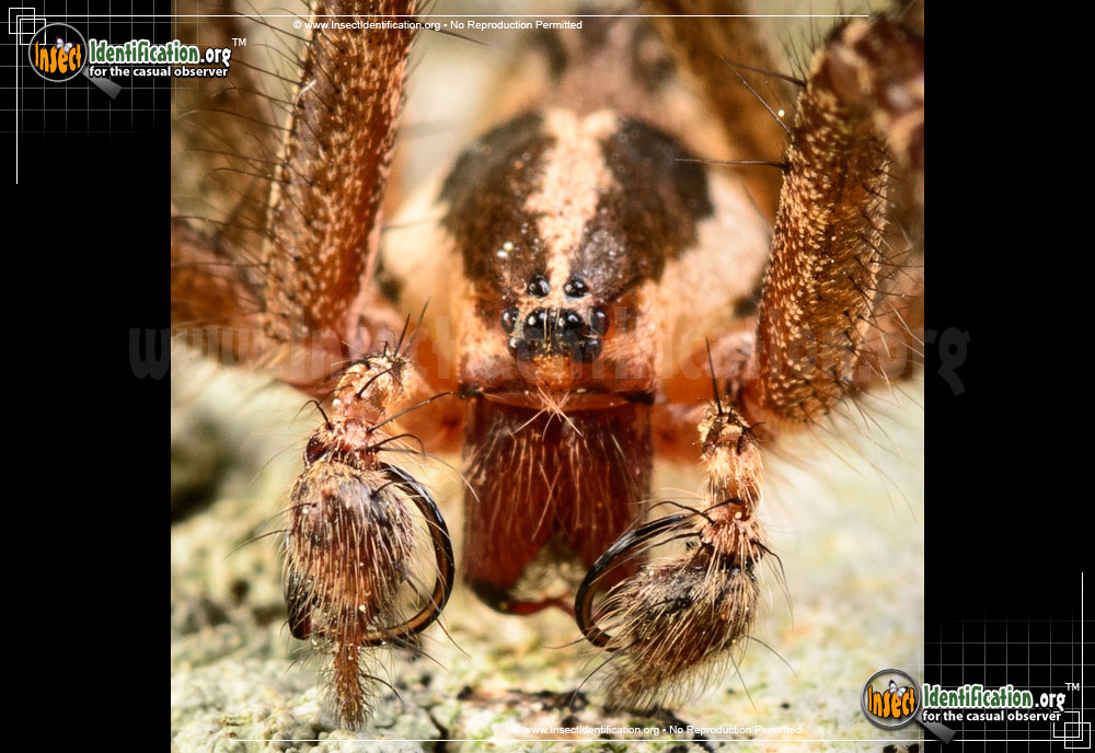 Full-sized image #7 of the Grass-Spider