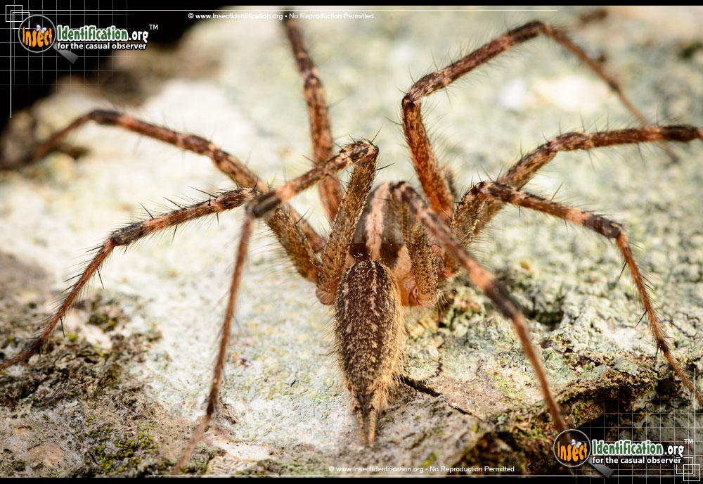 Full-sized image #14 of the Grass-Spider