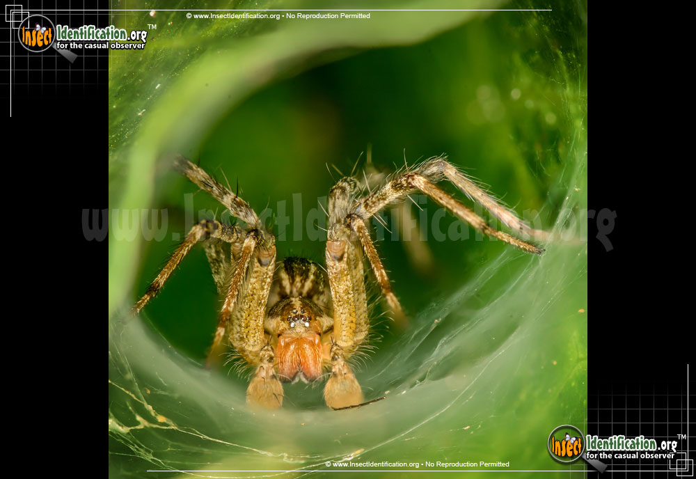 Full-sized image #2 of the Grass-Spider