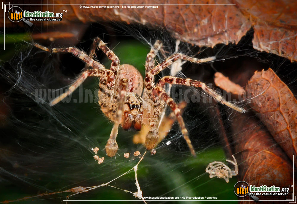 Full-sized image #9 of the Grass-Spider