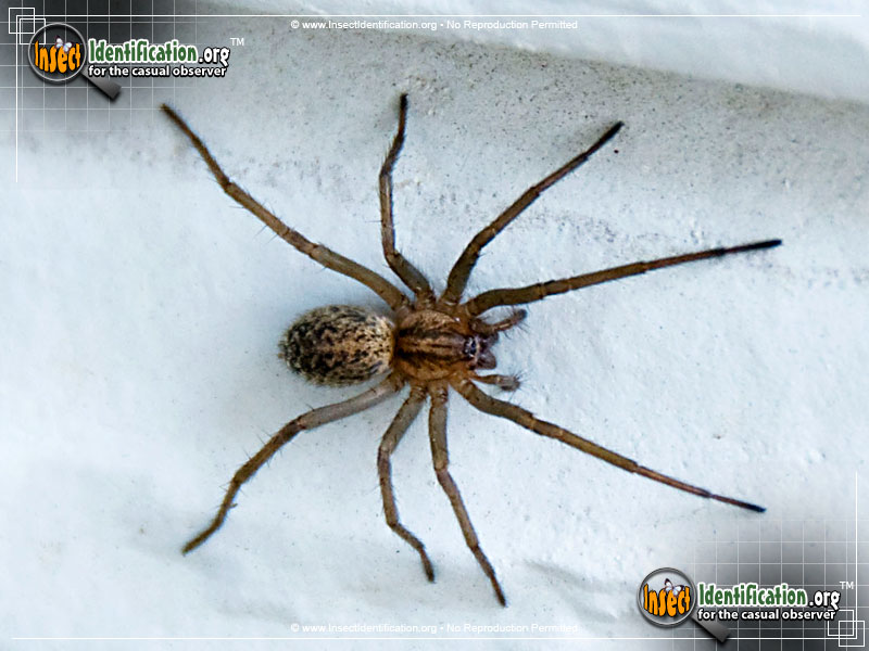 Full-sized image #4 of the Grass-Spider